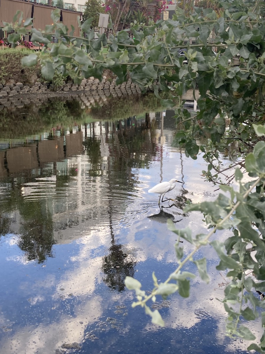 Snowy Egret - ML644123162