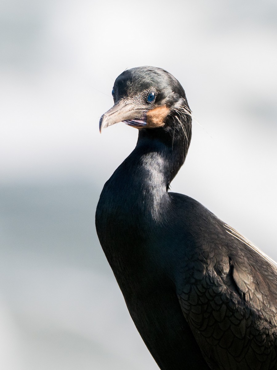 Brandt's Cormorant - ML644123176