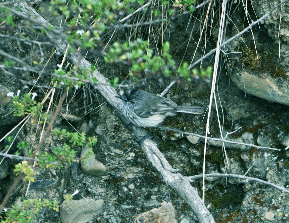 Tufted Tit-Tyrant - ML644123179