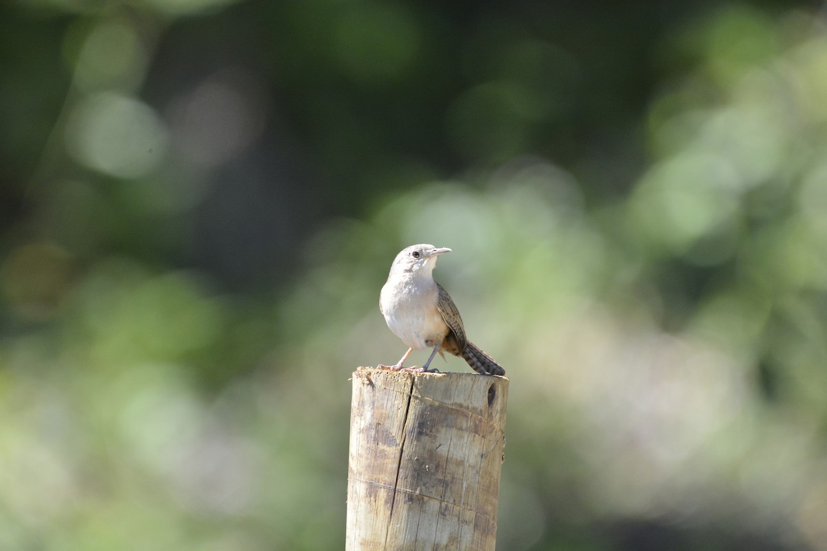 Southern House Wren - ML644123182