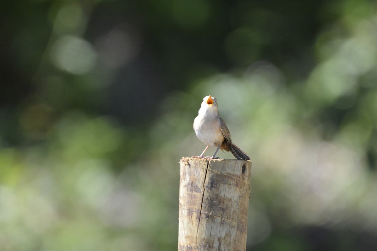 Southern House Wren - ML644123183