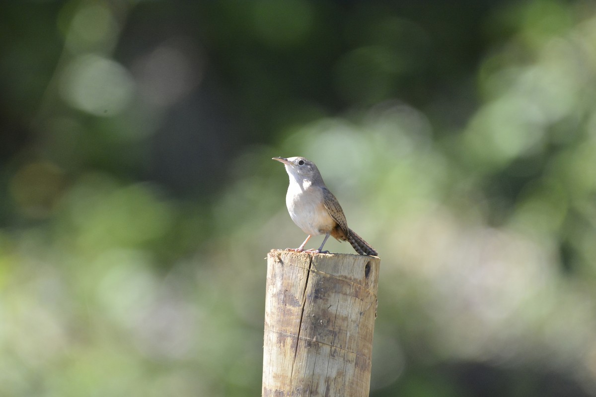 Southern House Wren - ML644123184