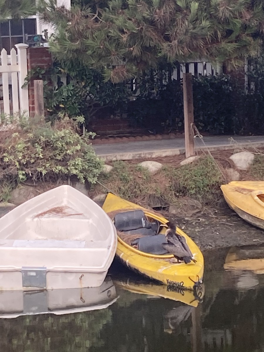 Double-crested Cormorant - ML644123190