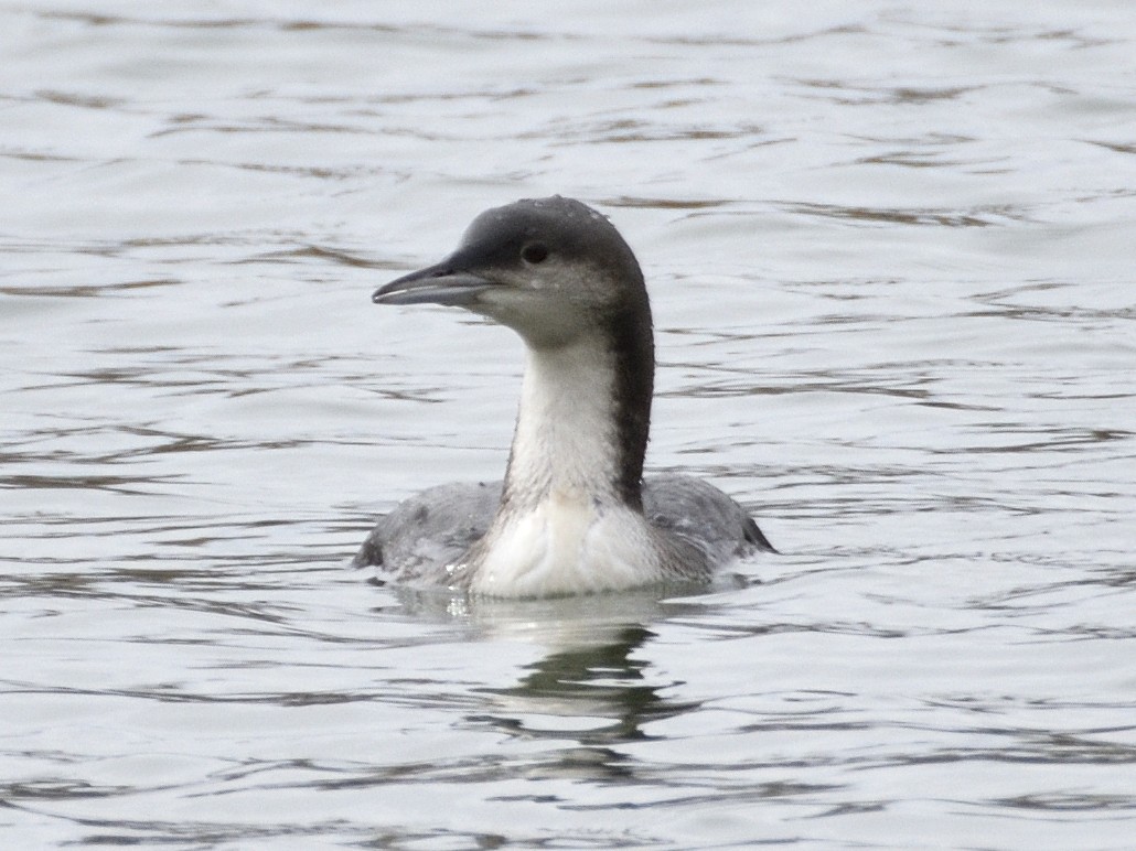 Pacific Loon - ML644123192