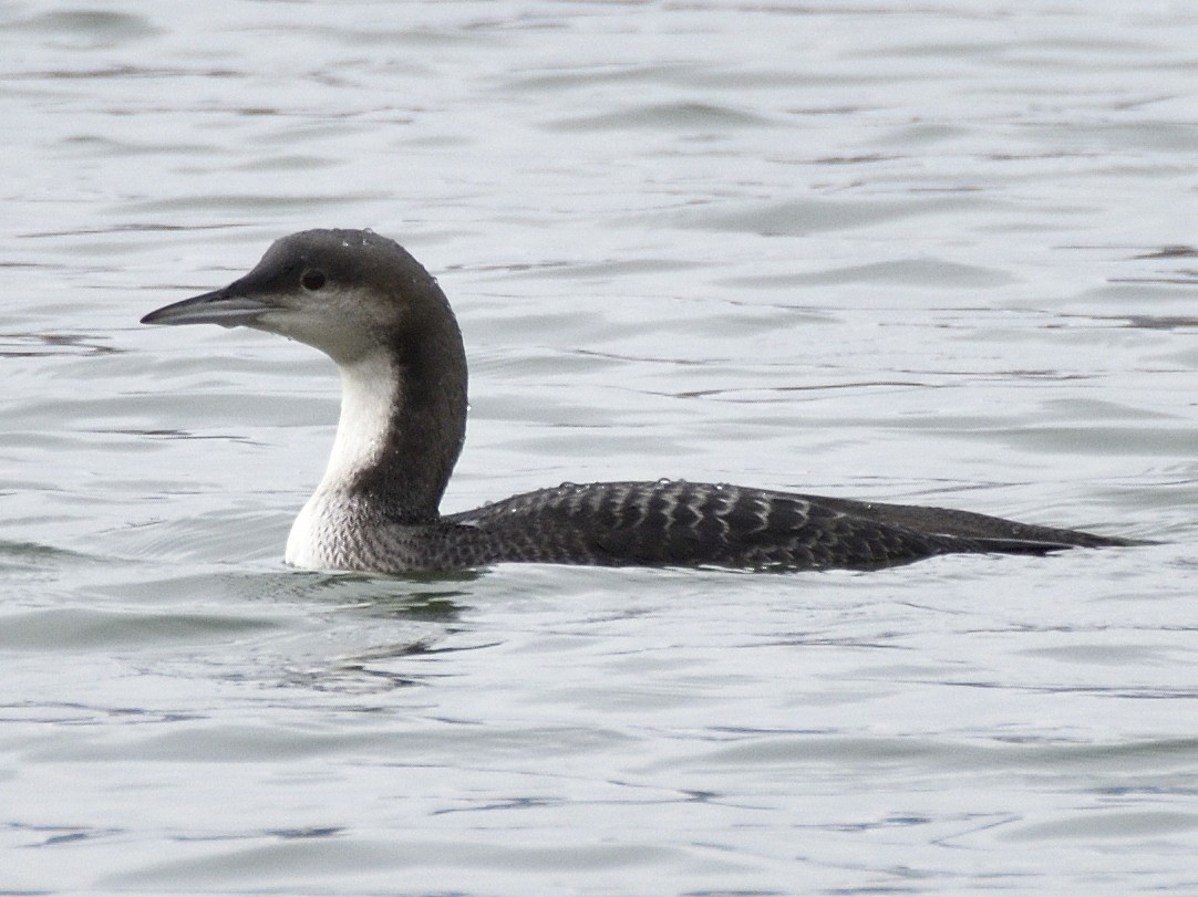 Pacific Loon - ML644123193