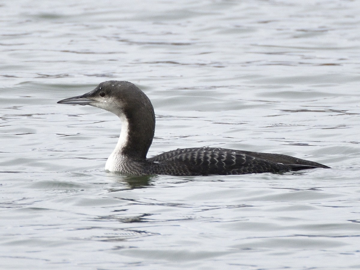 Pacific Loon - ML644123194