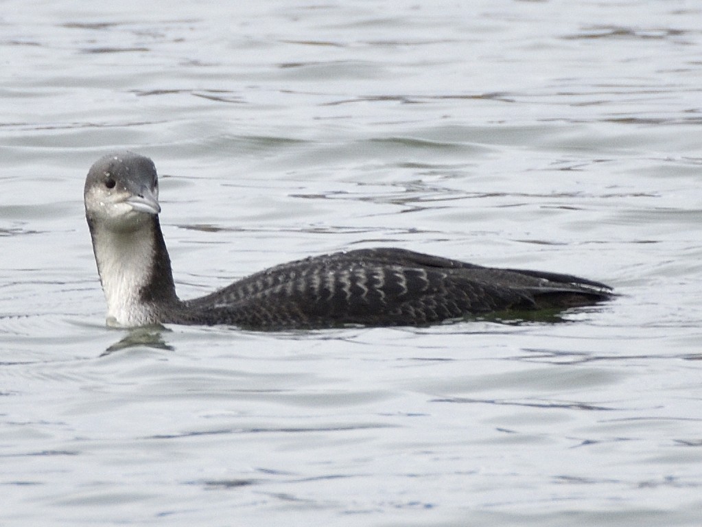 Pacific Loon - ML644123195