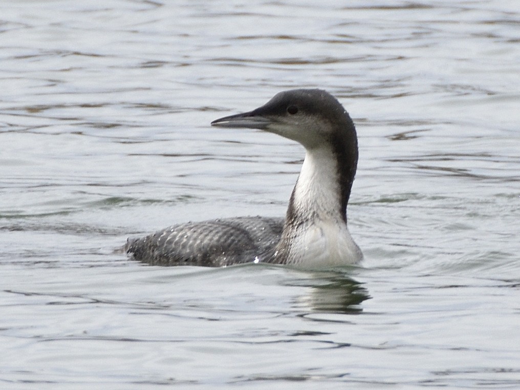 Pacific Loon - ML644123196