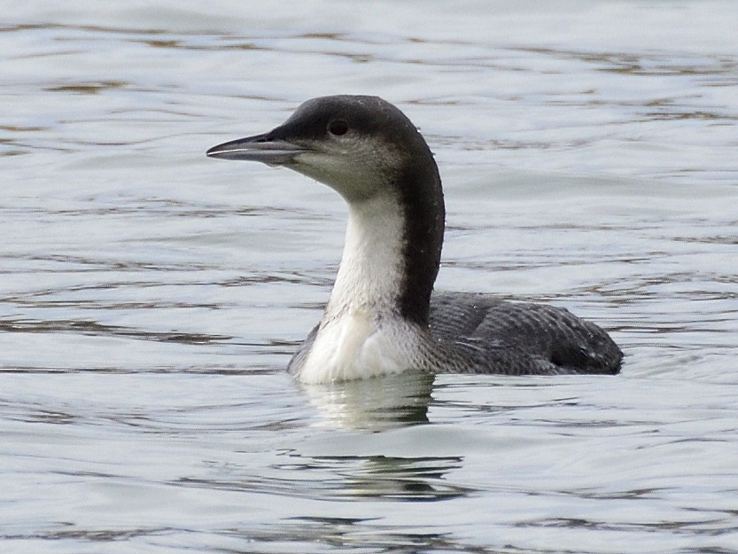 Pacific Loon - ML644123197