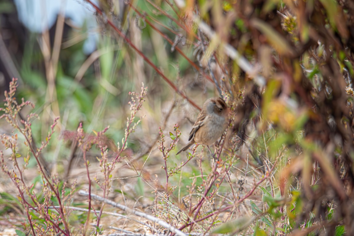 White-crowned Sparrow - ML644123199