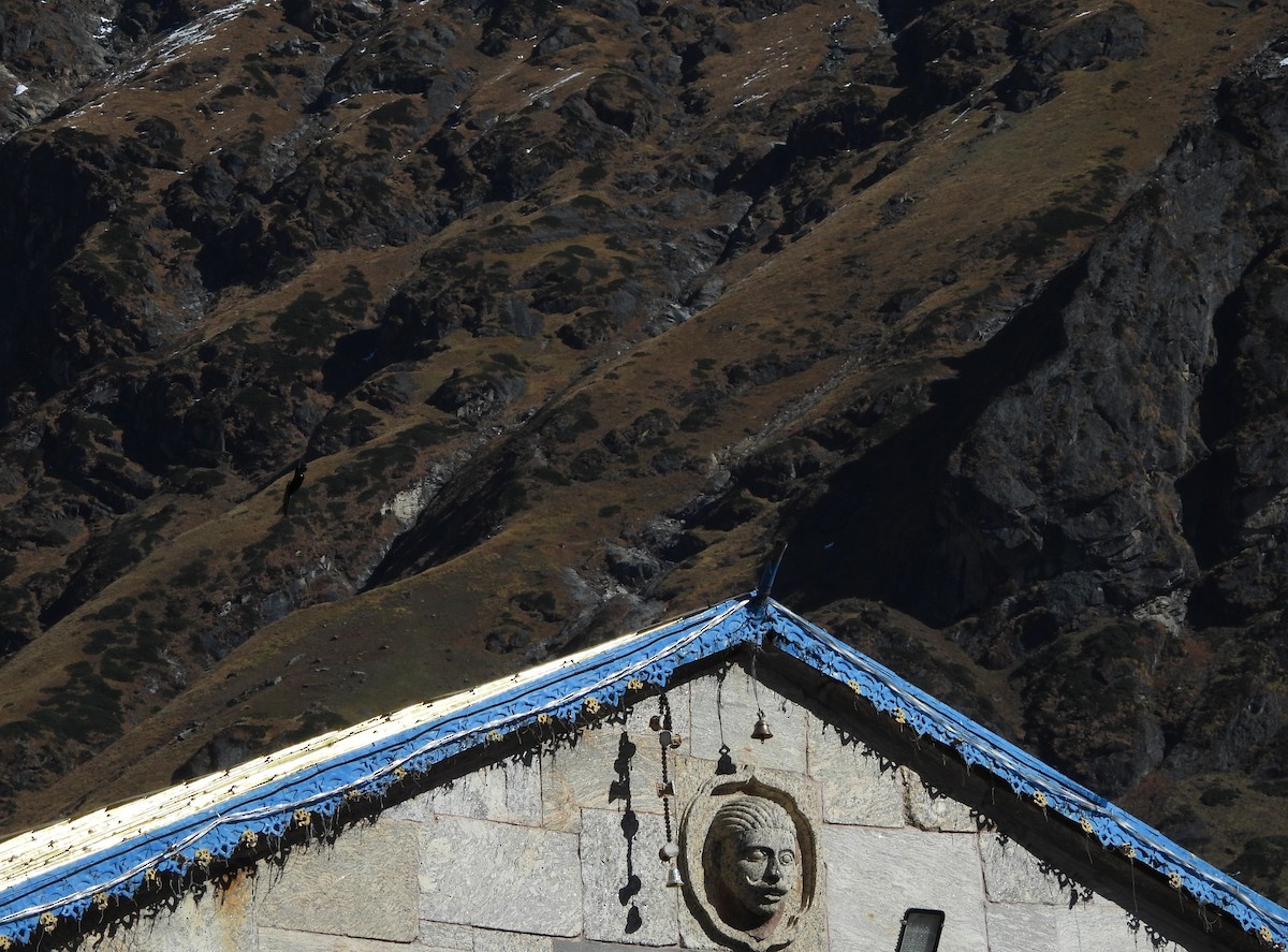 Yellow-billed Chough - ML644123200