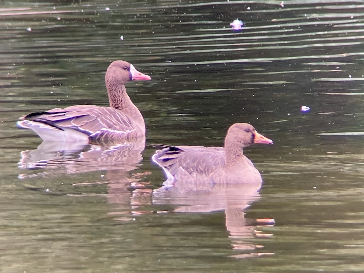 Greater White-fronted Goose - ML644123203