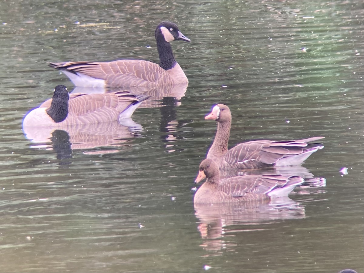 Greater White-fronted Goose - ML644123204