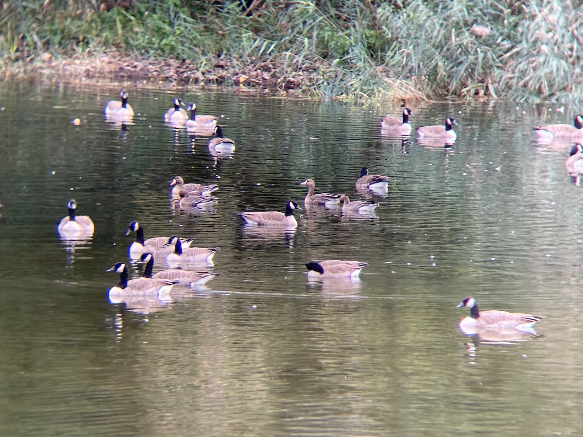 Greater White-fronted Goose - ML644123205