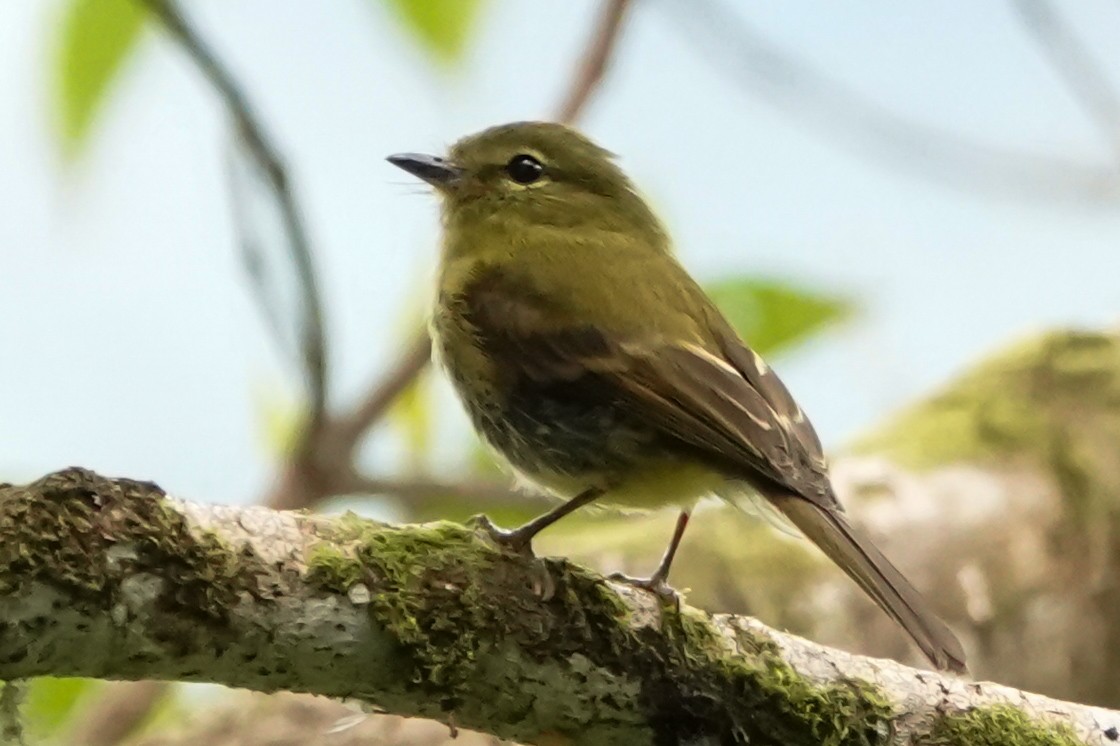 Flavescent Flycatcher - ML644123207