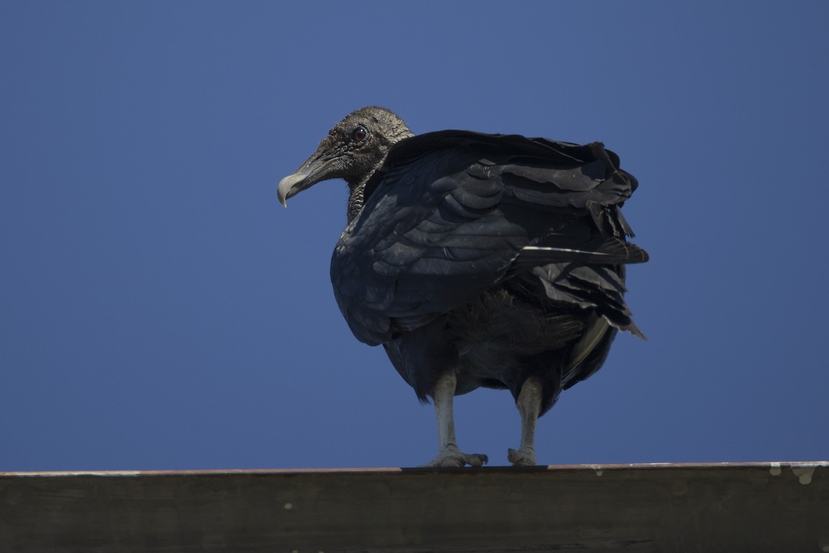 Black Vulture - ML644123214