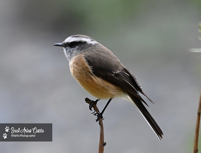 d'Orbigny's Chat-Tyrant - ML644123216