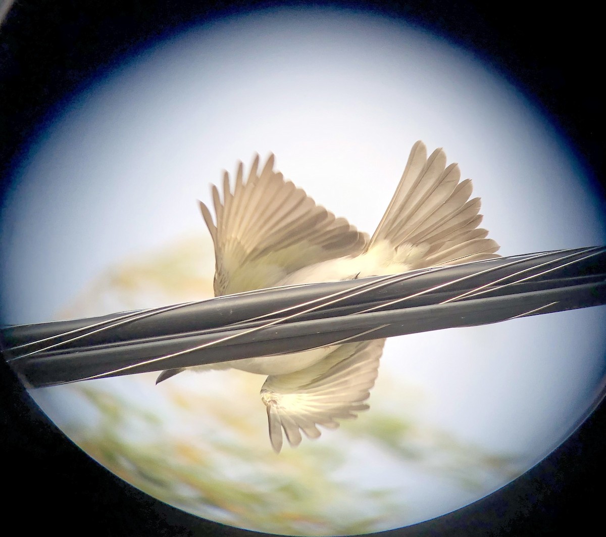 Gray Kingbird - ML644123220