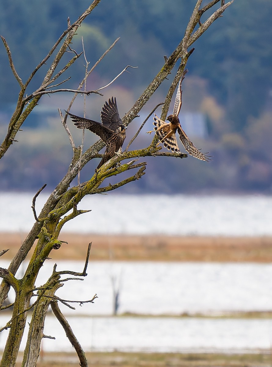 Hudsonweihe - ML644123225