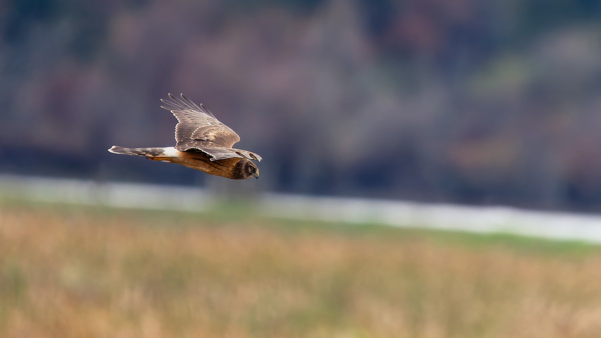 Hudsonweihe - ML644123226