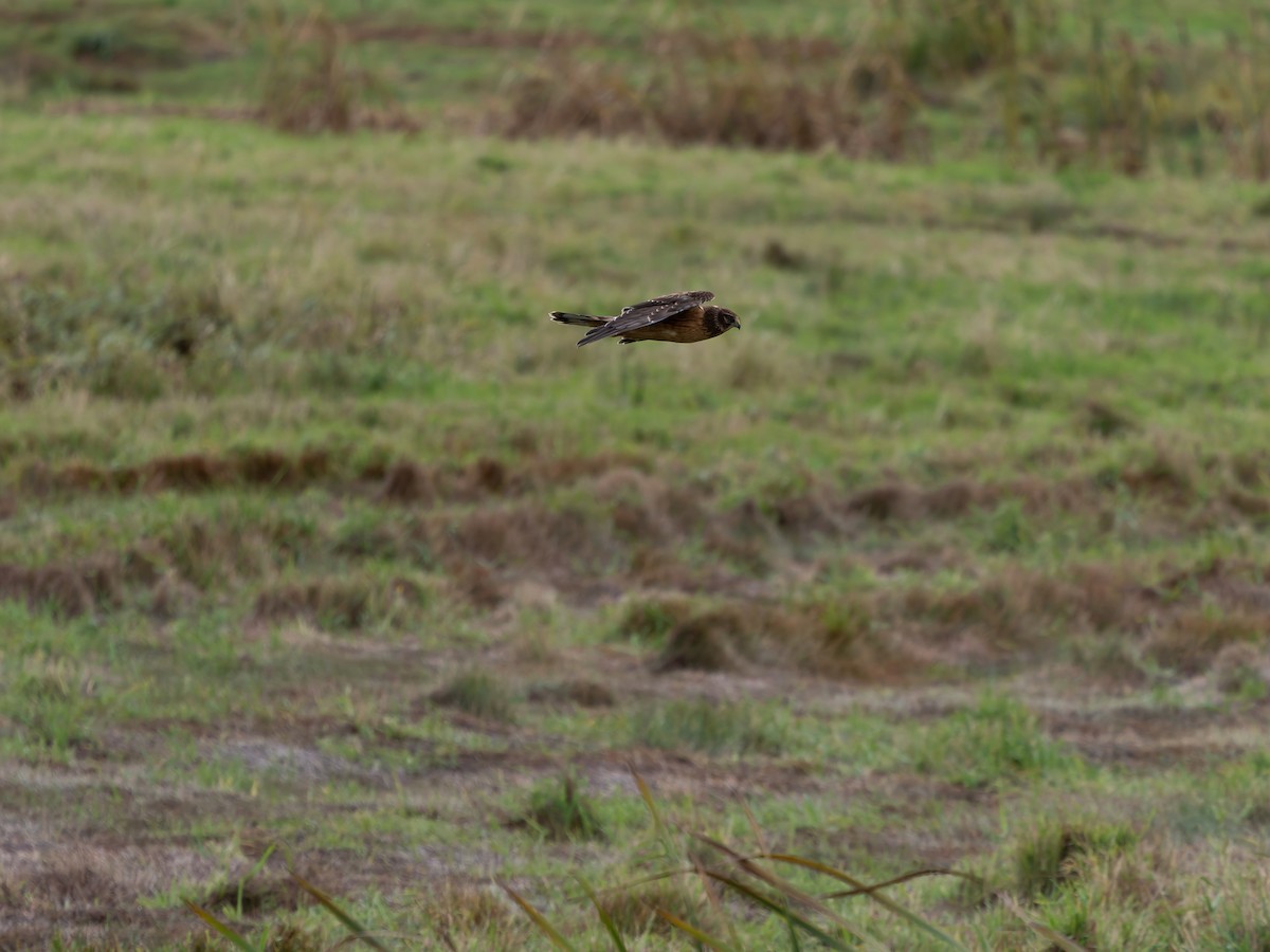 Hudsonweihe - ML644123227