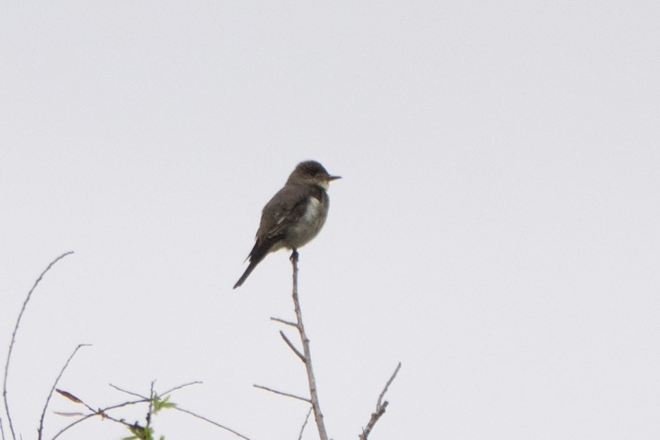 Olive-sided Flycatcher - ML644123232