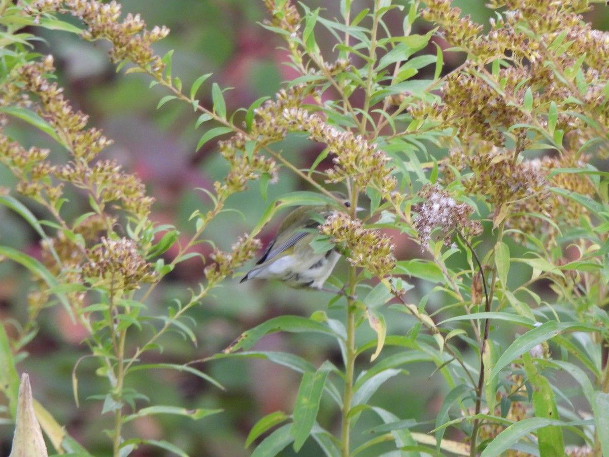 Tennessee Warbler - ML644123243