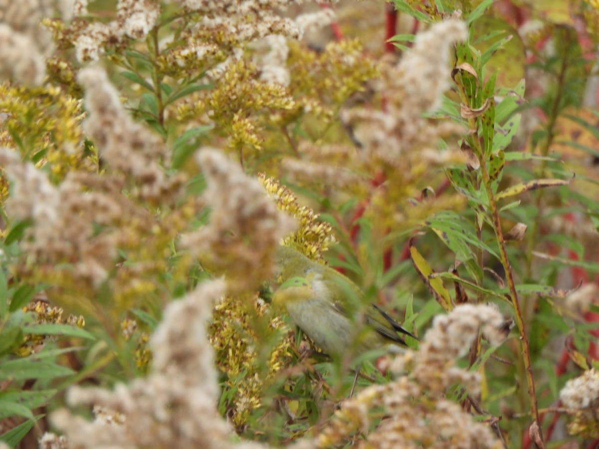 Tennessee Warbler - ML644123244