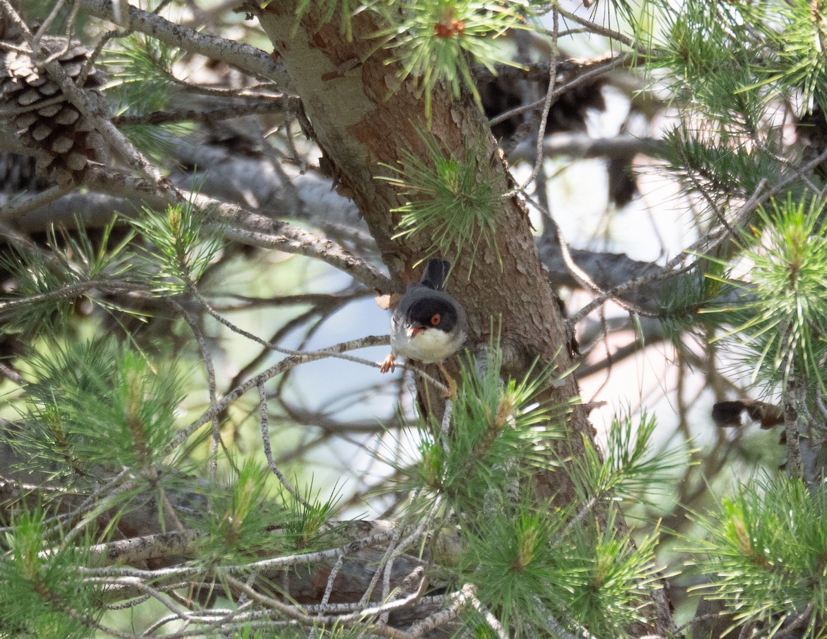 Sardinian Warbler - ML644123246