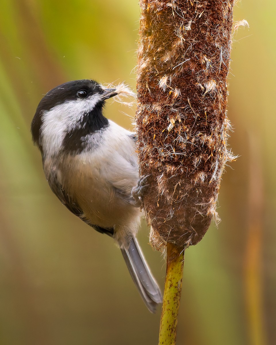 Schwarzkopfmeise - ML644123248