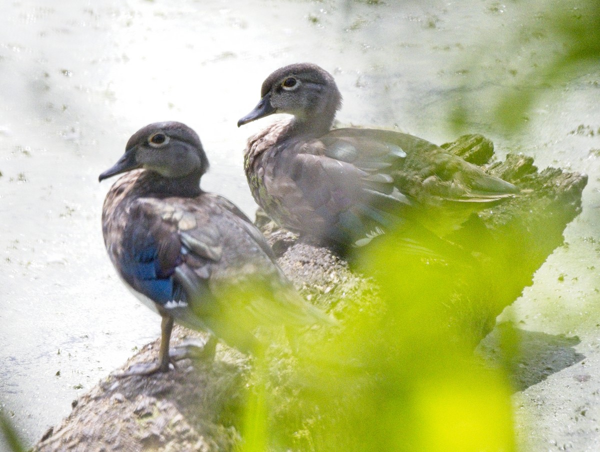Wood Duck - ML644123250