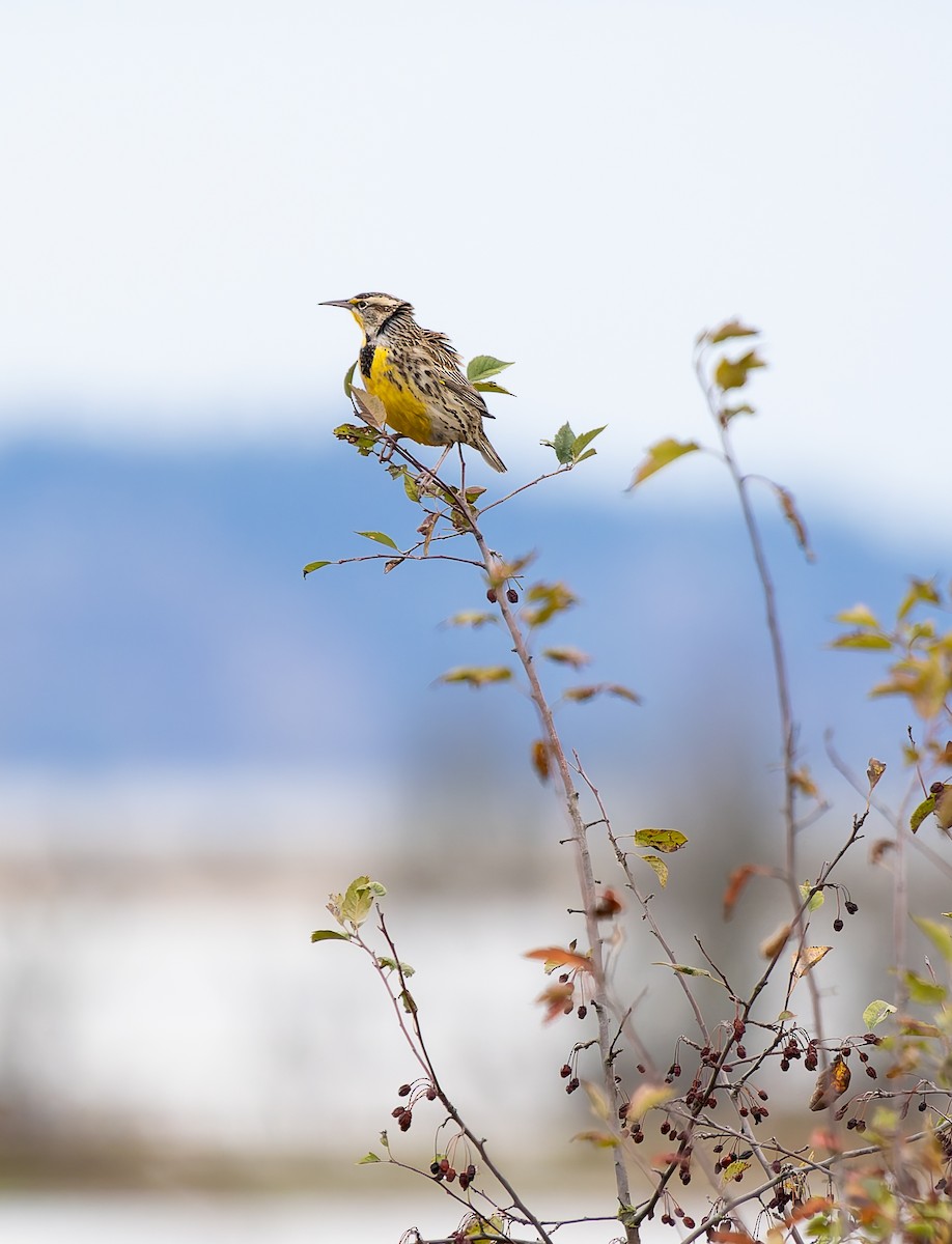 Wiesenstärling - ML644123253