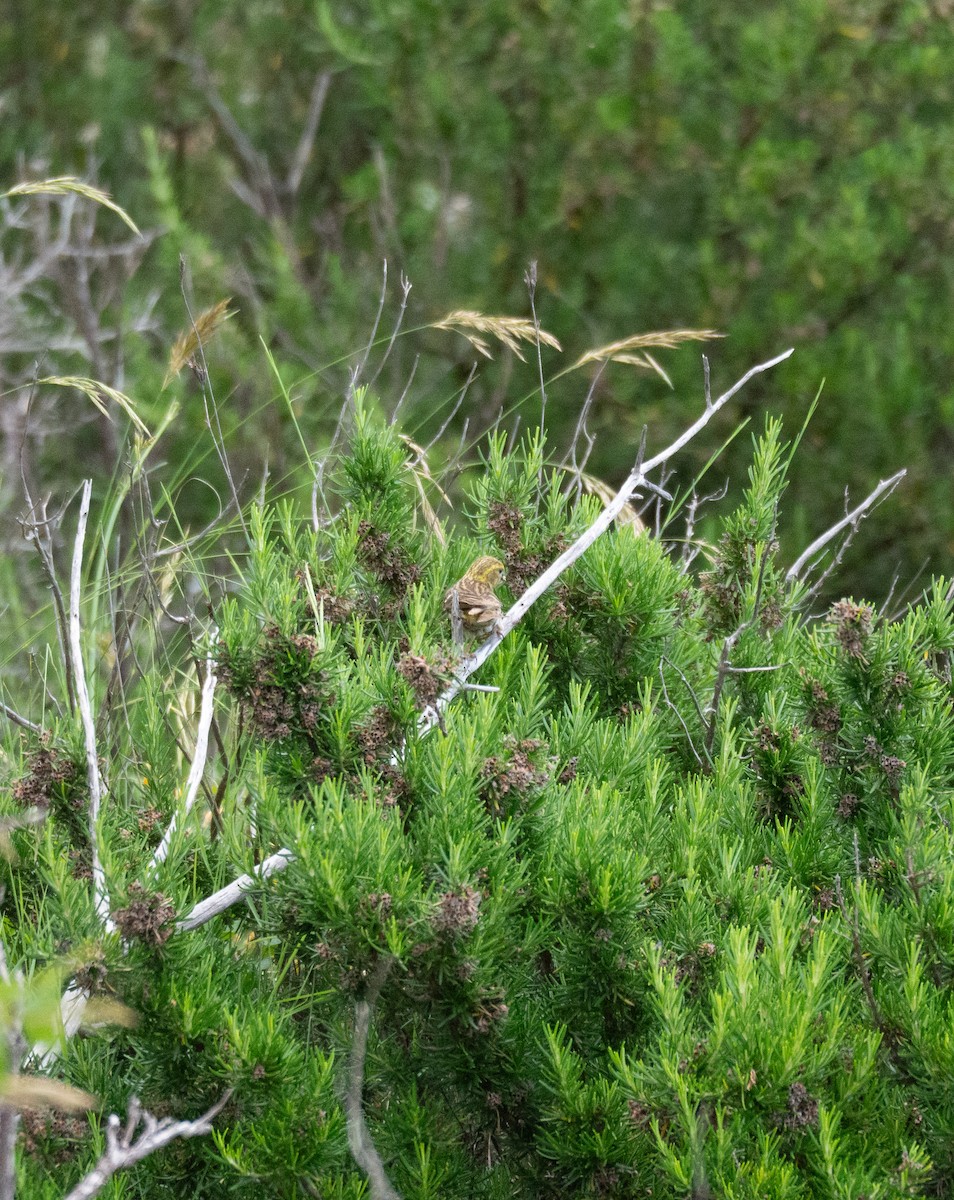 בזבוז אירופי - ML644123255