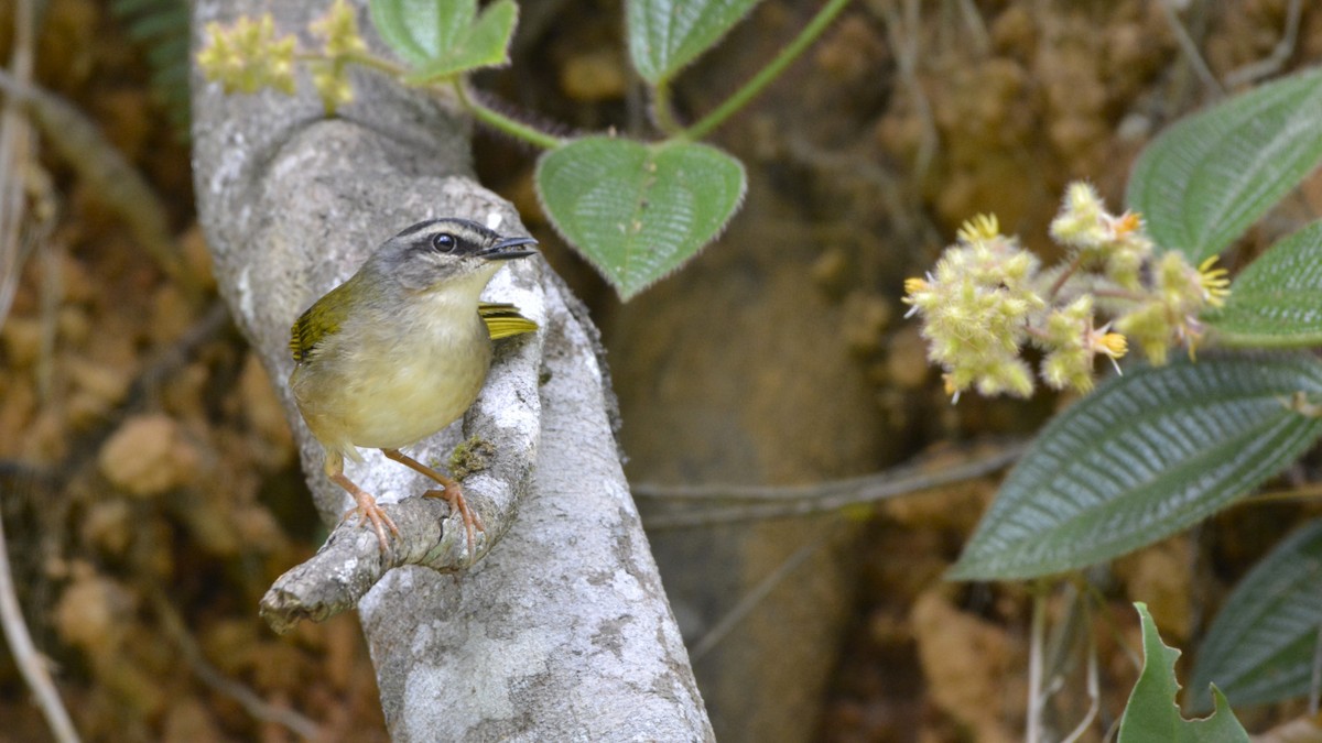 Riverbank Warbler - ML644123259