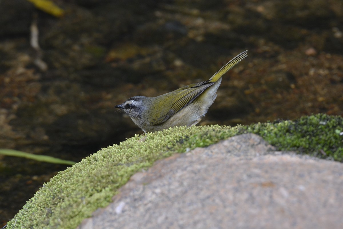 Riverbank Warbler - ML644123261