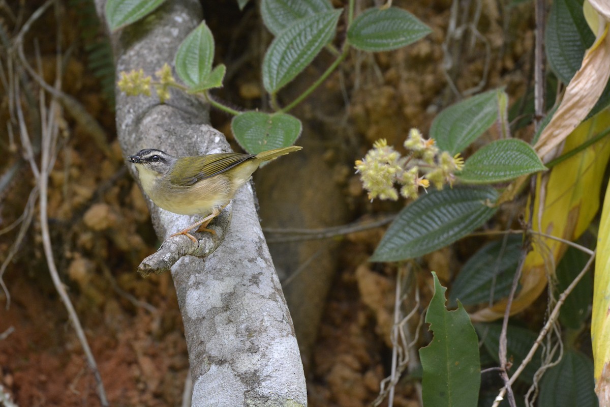 Riverbank Warbler - ML644123263