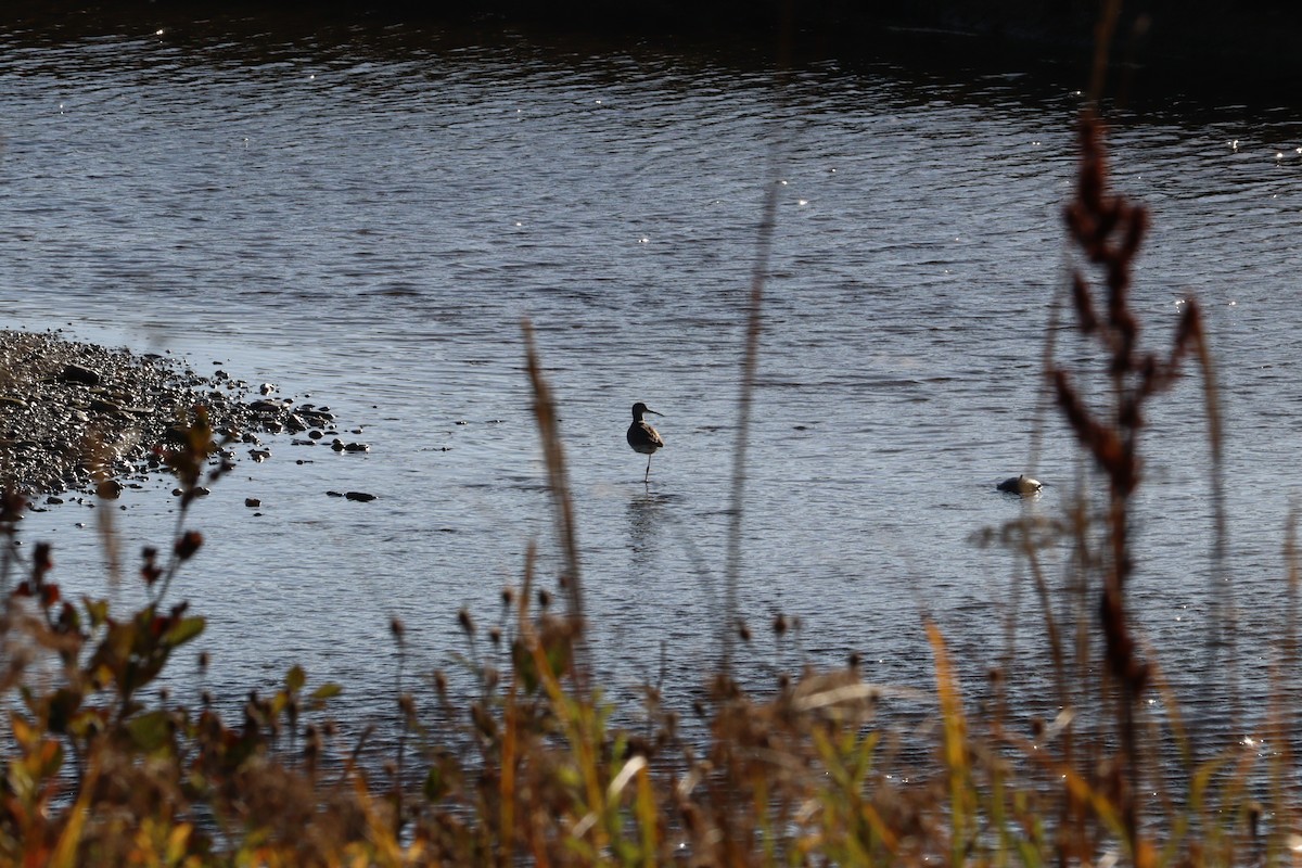 Greater Yellowlegs - ML644123265