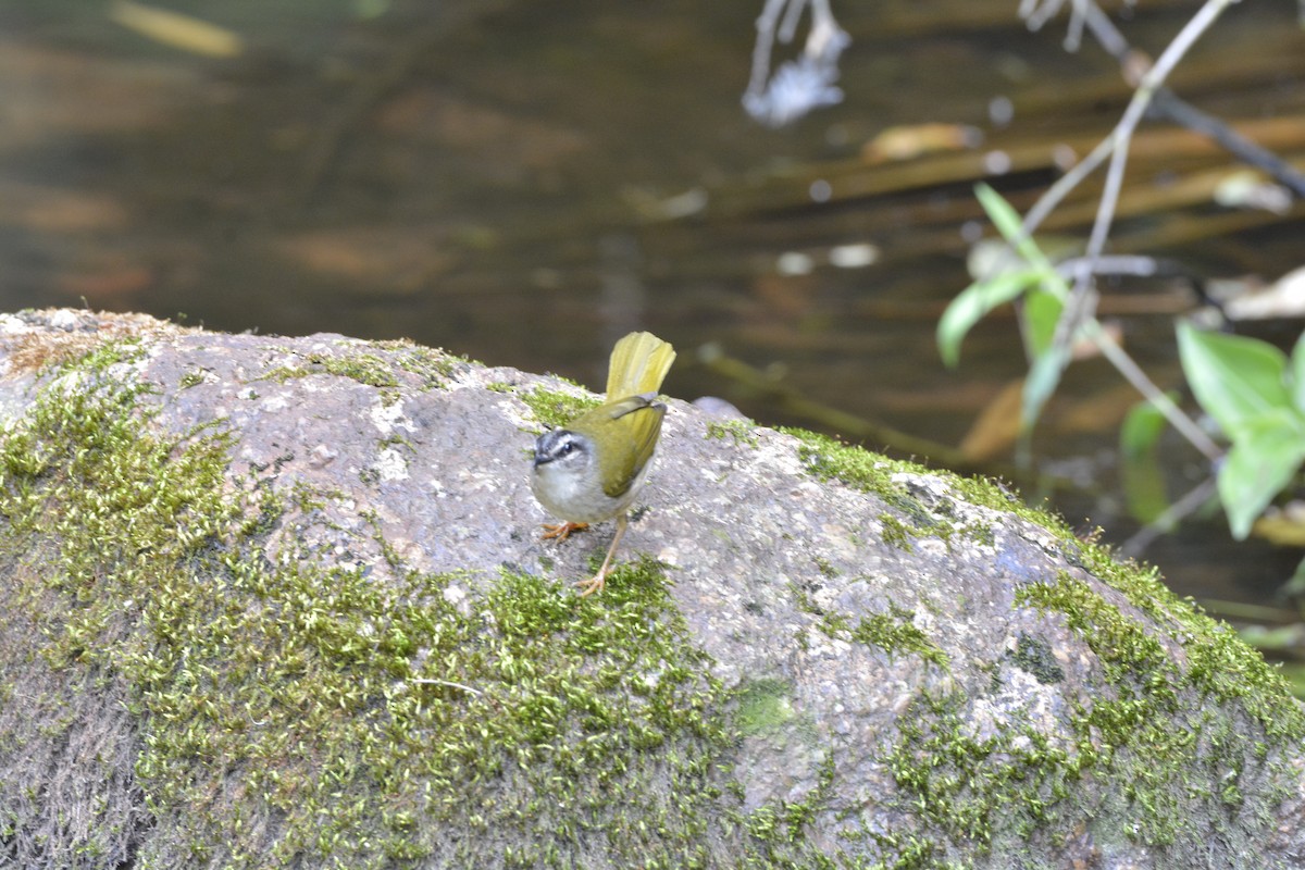Riverbank Warbler - ML644123266