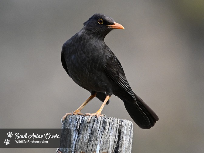 Chiguanco Thrush - ML644123271