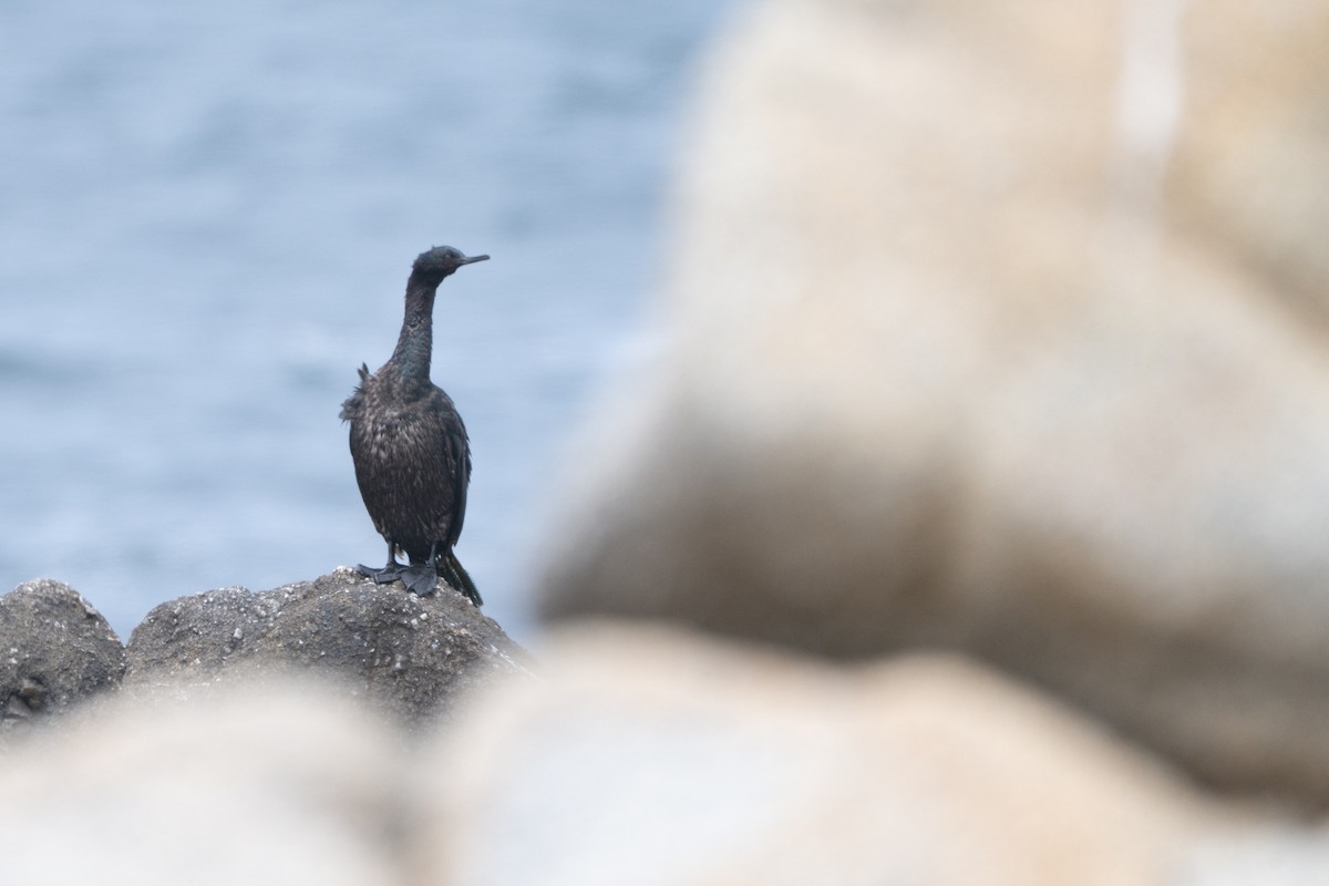 kormorán tichomořský - ML644123276