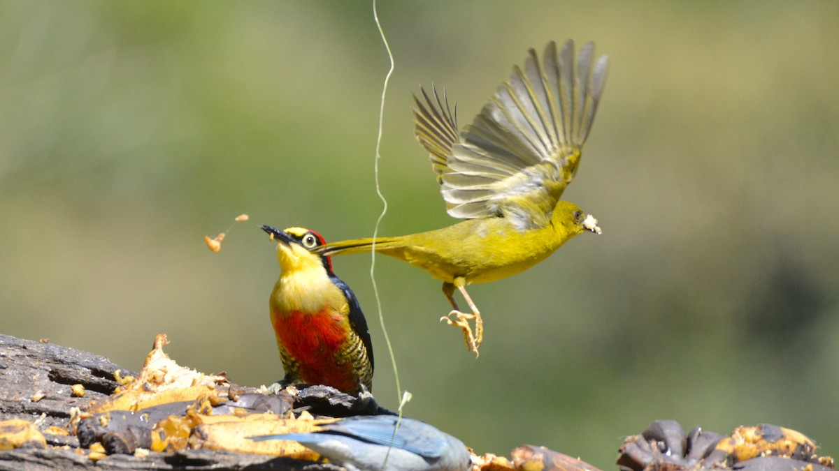 Mitrospin viréon - ML644123283