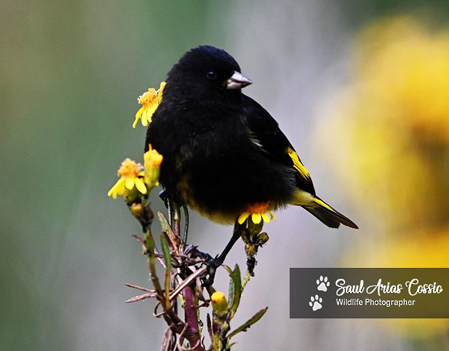 Schwarzzeisig - ML644123285