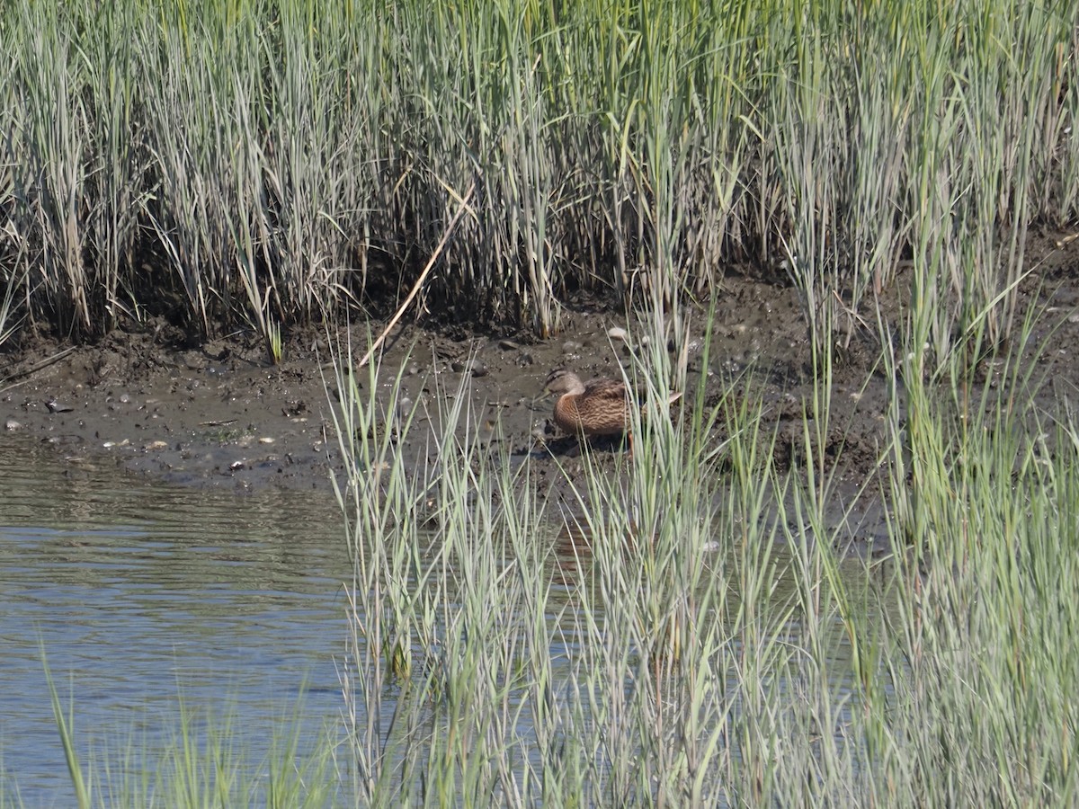 American Black Duck - ML644123289