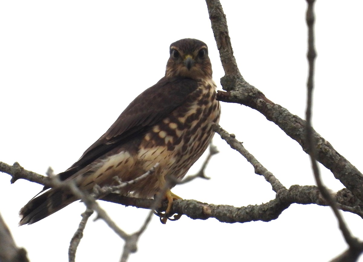 Хайргууна шонхор - ML644123290