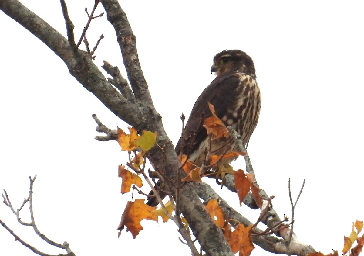 Хайргууна шонхор - ML644123291