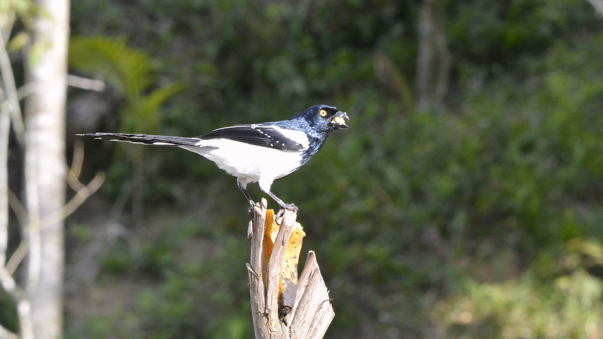 Magpie Tanager - ML644123292