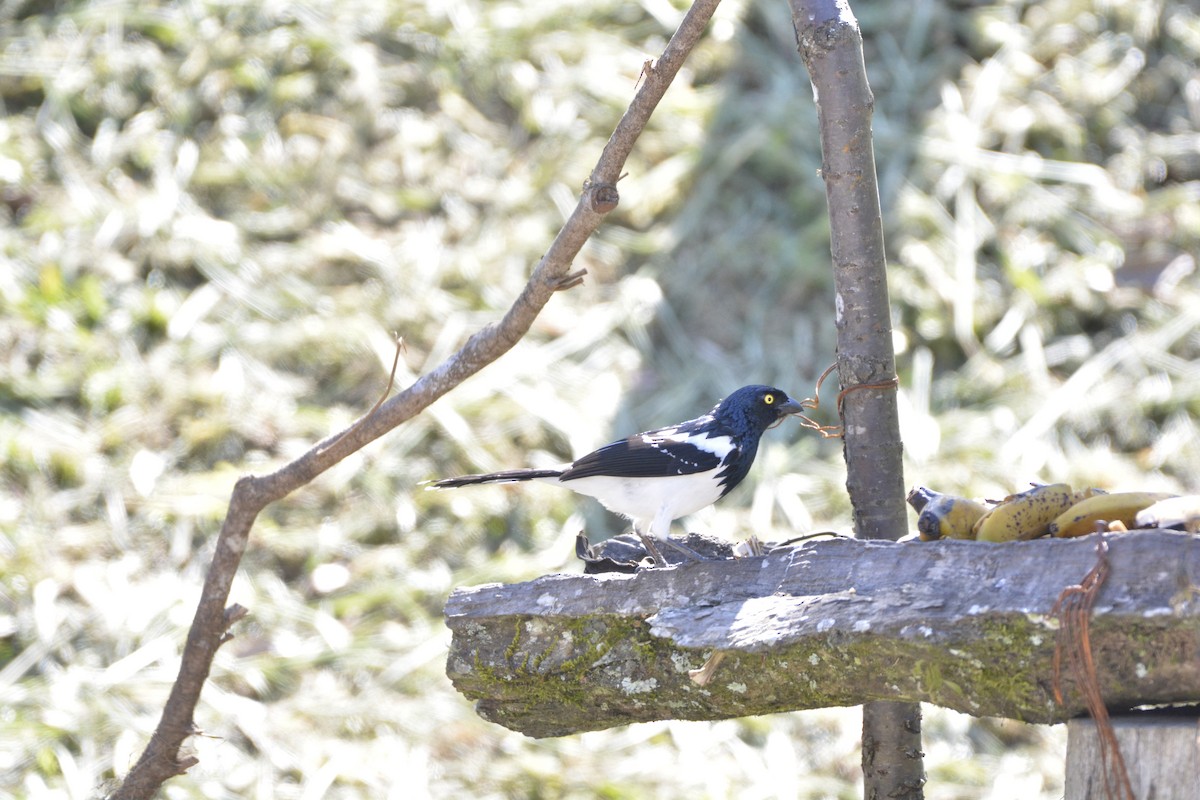 Magpie Tanager - ML644123293