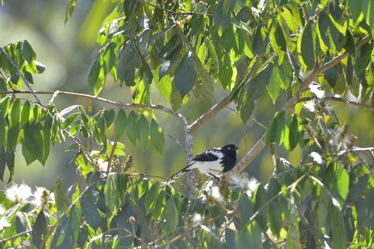 Magpie Tanager - ML644123295