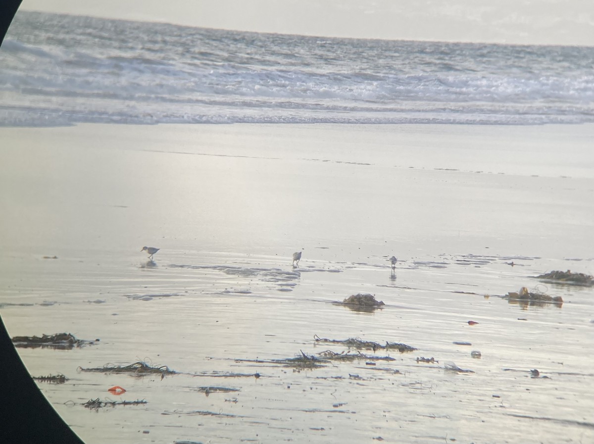 Sanderling - ML644123303