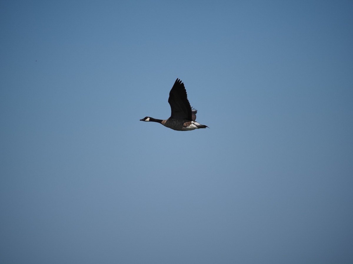 Canada Goose - ML644123304